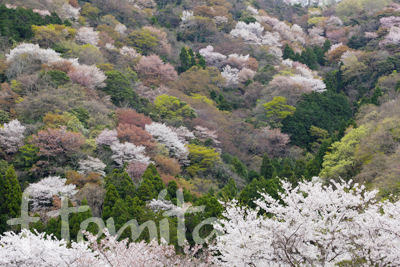 神子の山桜 風景写真家 富田文雄のブログ