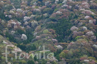 神子の山桜 風景写真家 富田文雄のブログ