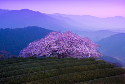 B桜.jpg