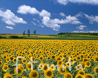 ヒマワリの花畑 風景写真家 富田文雄のブログ