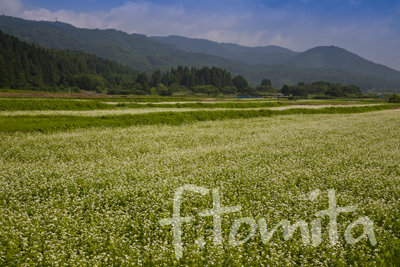 B1津軽半島のそばの花畑_青森県外ヶ浜町7月.jpg
