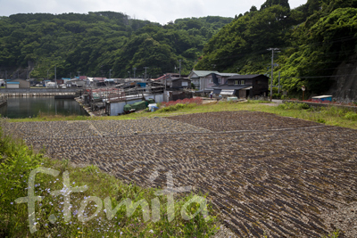 B4津軽半島のわかめ干し(人)_青森県外ヶ浜町7月.jpg