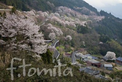 Bひょうたん桜の里1.jpg
