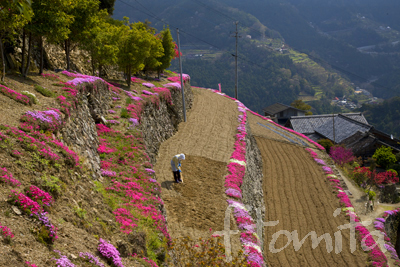 石積の村の芝桜
