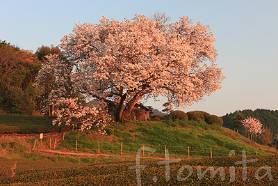 百年桜T