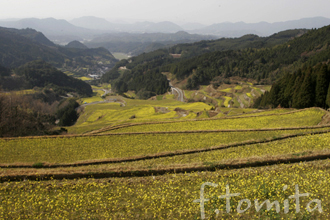 蕨野棚田.