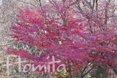 冬紅葉1.jpg