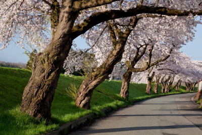 桜並木.jpg