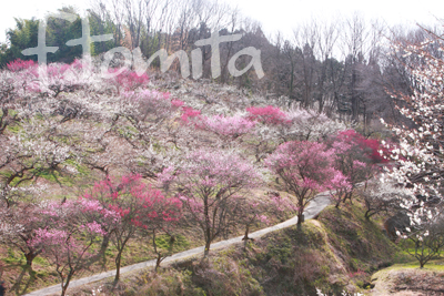 道)秋間梅林・群馬県.jpg