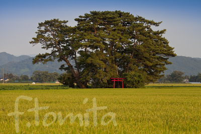 鎮守の森_山形県遊佐町.jpg