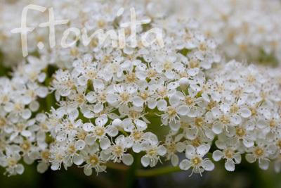 Bオオカナメモチの花.jpg