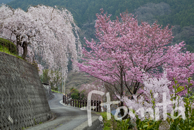 B仁淀川町別枝.jpg