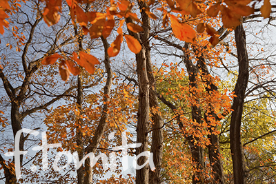 B名残紅葉.jpg