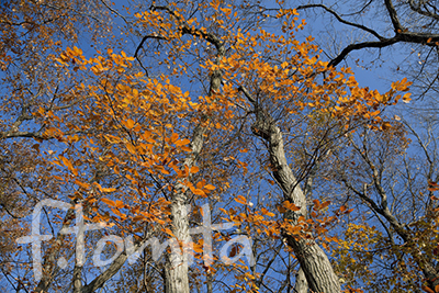 B名残紅葉1.jpg