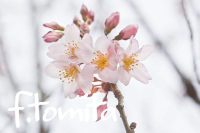 B東海桜.jpg