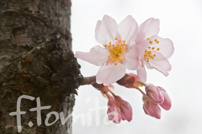 B東海桜1.jpg