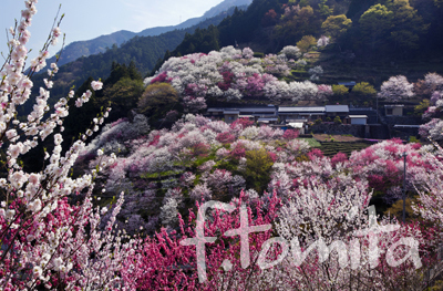 B桃源郷_高知県仁淀川町.jpg