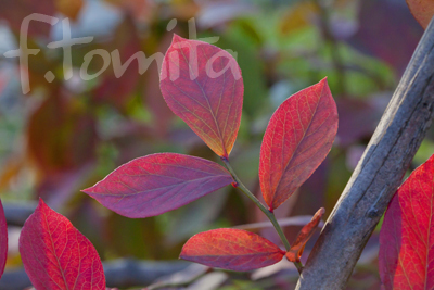B紅葉.jpg