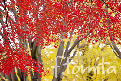 B紅葉.jpg