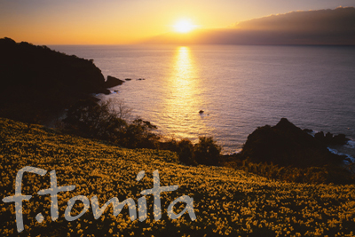 B越前岬の水仙畑夕景(福井).jpg