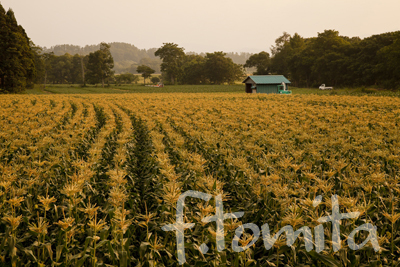 B1夕暮れ時のトウモロコシ畑_岩手県岩手町7月.jpg