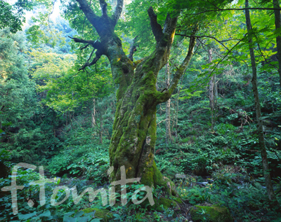 B2)メグスリノキ・福島県喜多方市7月.jpg
