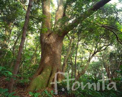 B3)クスノキ、県立真鶴半島自然公園_神奈川県真鶴町9月.jpg